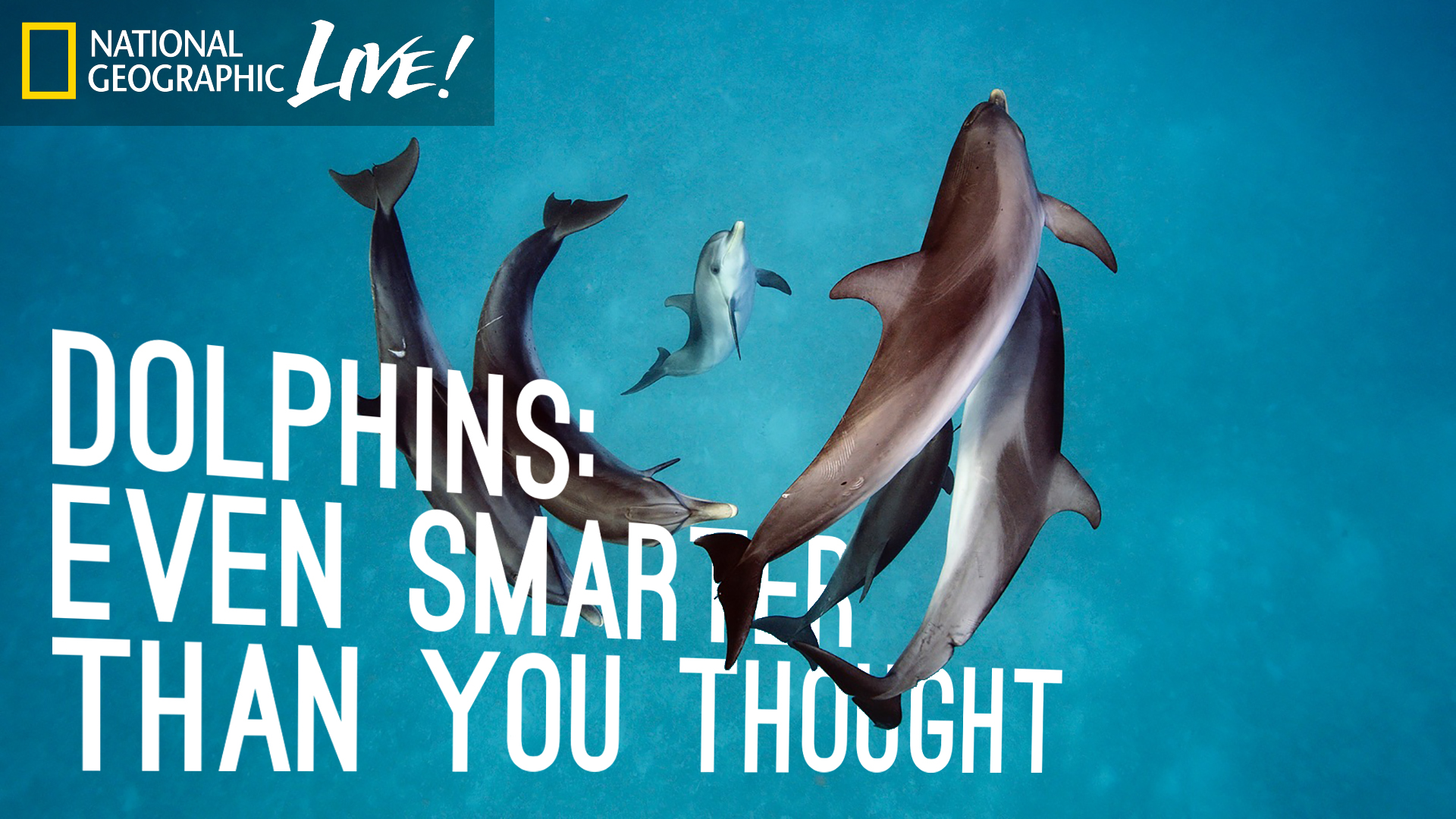 Dolphins Even Smarter Than You Thought